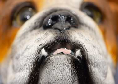 Muzzle of a dog