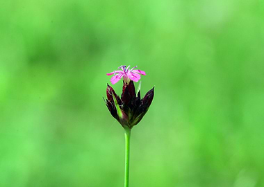 wild flower detail