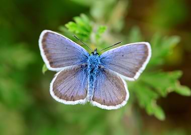 blue butterfly close detai