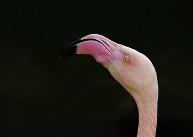 Pink flamingo closeup