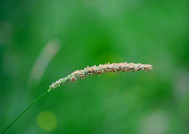 Tall Grass Seed