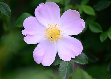 Rosa Canina flower