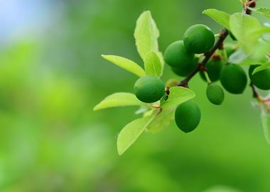 Green Blackthorn fruits