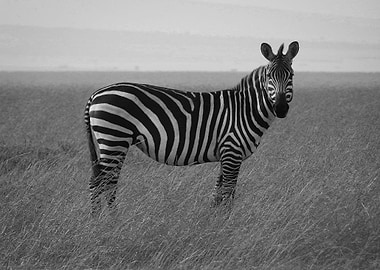 Zebra standing