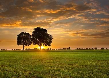 Sun One Lit Sky Oak Tree V