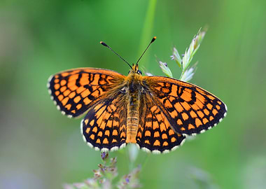 orange butterfly