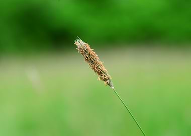 Tall Grass Seed