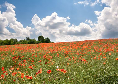 Poppy Nature Flower Field
