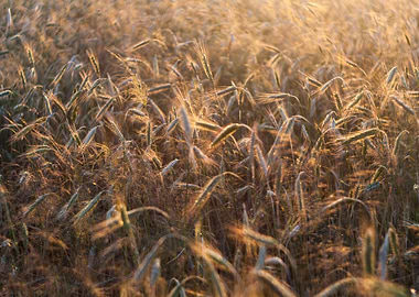 Tree Natural Agriculture G