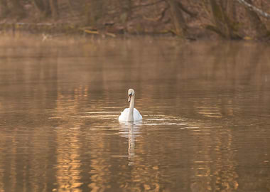Sunrise Reflection Nature