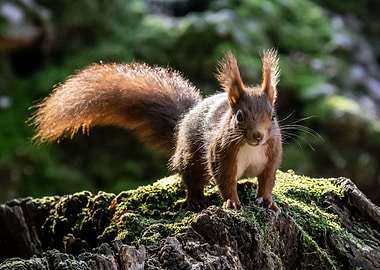 European red squirrel