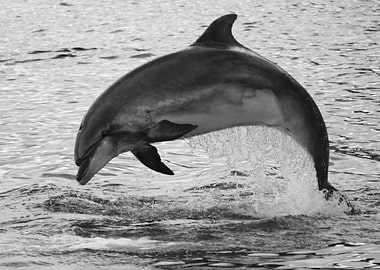 Wild bottlenose dolphin