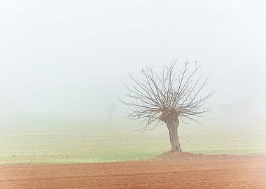 Thick fog in the Po valley