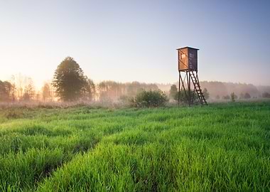Outdoor Fog Sunlight Tree