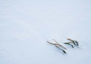 Background Beautiful Beaut