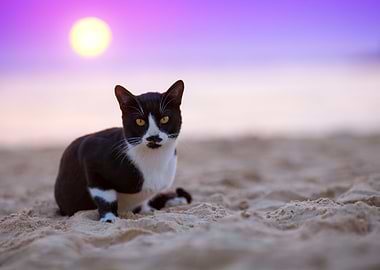 Adorable Animal Beach Cat