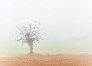 Thick fog in the Po valley