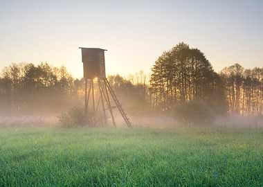 Outdoor Fog Sunlight Tree