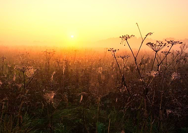Fog Sky Tree Hazy View Dus