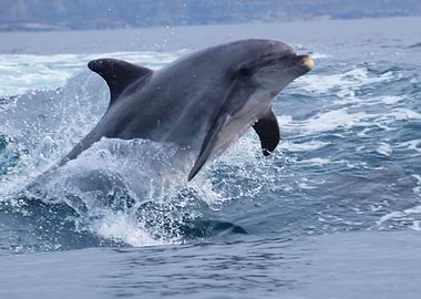Bottlenose dolphin