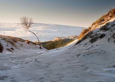 Sand Tree Clear Remote Sto