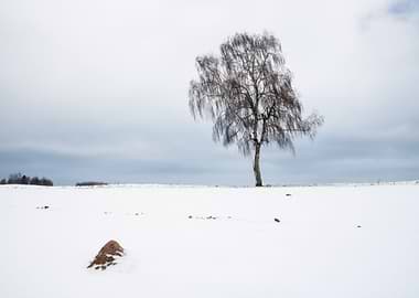 Background Beautiful Beaut