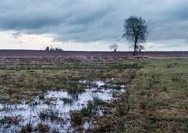 Meadow Nature Landscape Gr