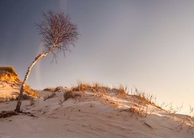 Sand Tree Clear Remote Sto