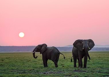 Elephants In The Sunset
