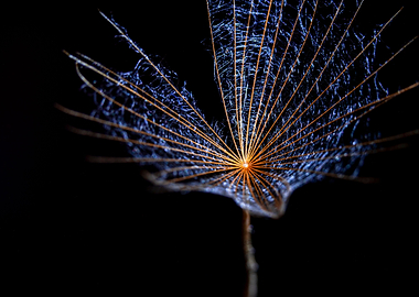 Dandelion macro