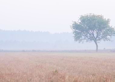 Sunset Meadow Farm Outdoor