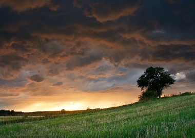 Wet Sky Rain Tree View Dus