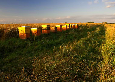 Day Bee Box Sky Head Farm