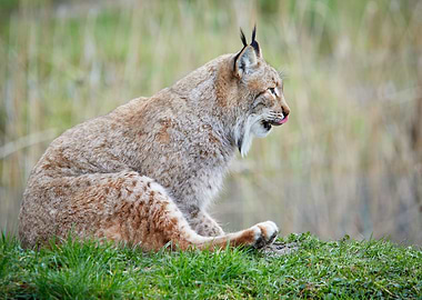 Lynx sitting on green gras