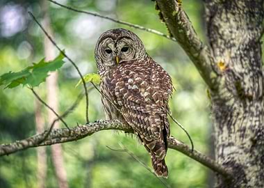 Pacific northwest owl