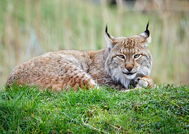 Lynx on green grass
