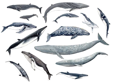 Whales all around
