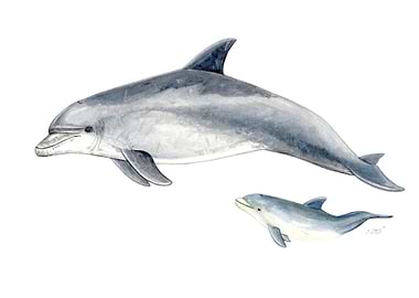 Bottlenose dolphin