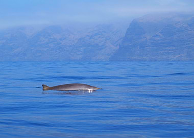Beaked whale in the mist