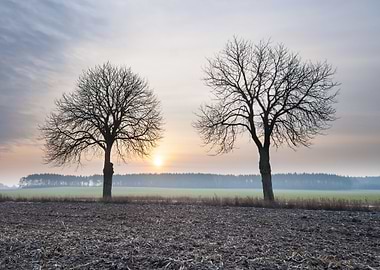 Ground Fog Soil Foggy Agri