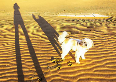 Shadows of dog and master