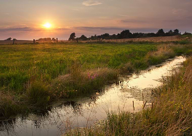 Polish Sunlight Tree Town
