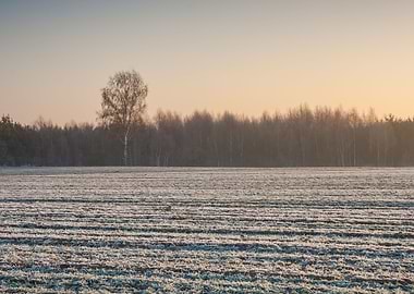 Snow Sun Winter Field Suns