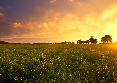 Sun One Lit Sky Oak Tree V