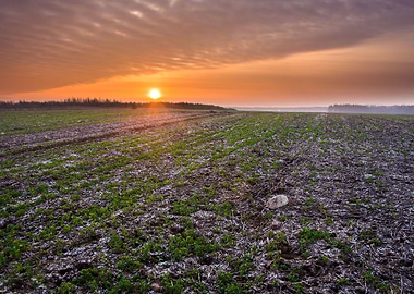 Plant Pasture Plow Plowed
