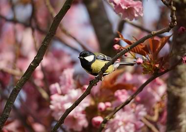 Great tit on cherryblossom