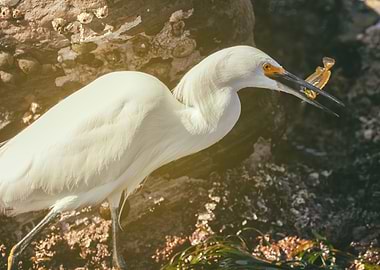 Egret and Prey