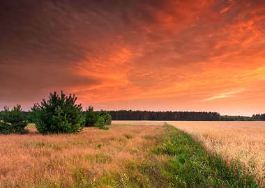 Field Panorama Sunlight Gr