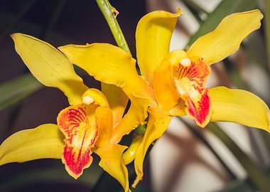 Yellow Orchid blossoming