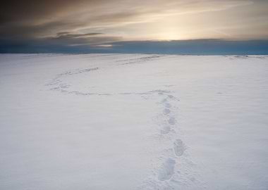 Snow Sun Winter Field Suns